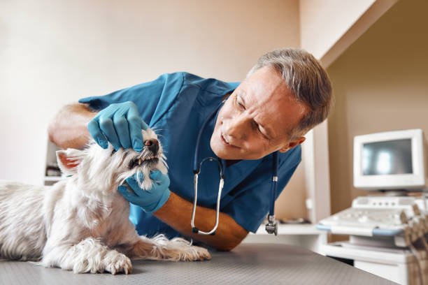 Best Pediatric Emergency Dentist in Guntersville, AL